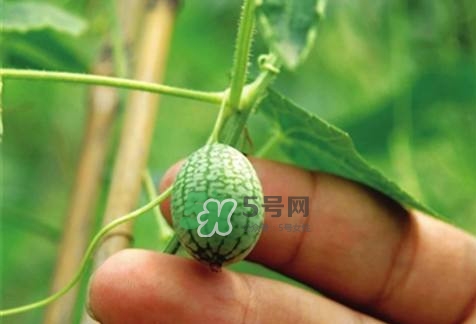 拇指西瓜怎么種？拇指西瓜為什么那么小
