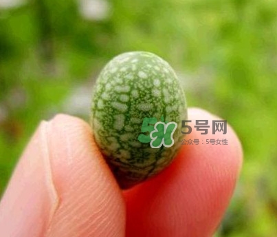 拇指西瓜什么時(shí)候上市？拇指西瓜什么時(shí)候成熟