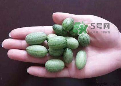 拇指西瓜怎么種？拇指西瓜為什么那么小
