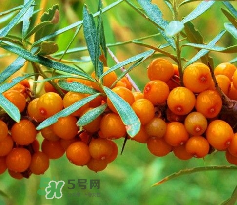 沙棘怎么吃？沙棘果的食用禁忌