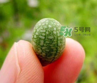 拇指西瓜怎么吃？拇指西瓜好吃嗎