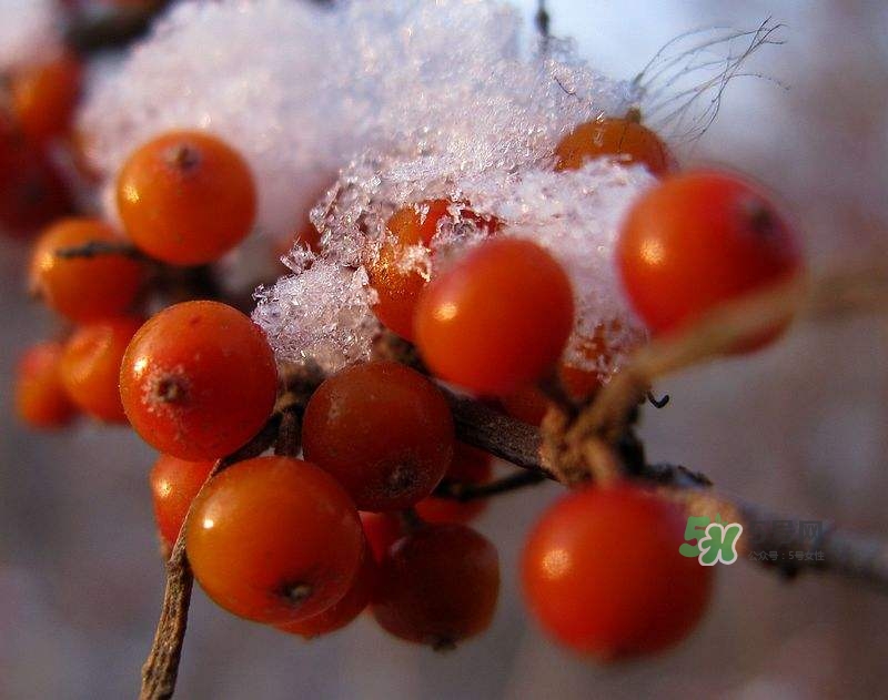 沙棘怎么吃？沙棘果的食用禁忌