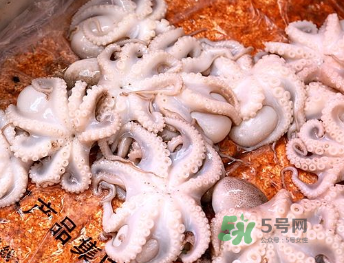 八爪魚可以冷凍嗎？八爪魚可以放冰箱嗎？