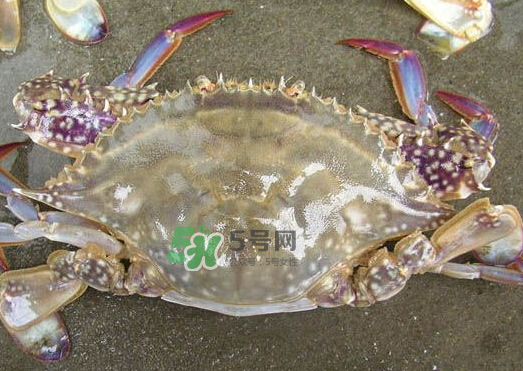 梭子蟹養(yǎng)殖的嗎？梭子蟹養(yǎng)殖和野生的區(qū)別