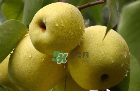 梨子是發(fā)物嗎？梨子是不是不能分著吃