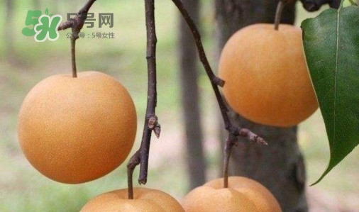 梨子什么時(shí)候吃最好？梨子什么時(shí)候成熟