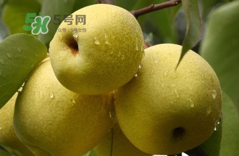 梨子多少錢一斤？皇冠梨多少錢一斤？