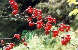 怎么看男人腎好不好？男人腎虛吃什么調(diào)理？
