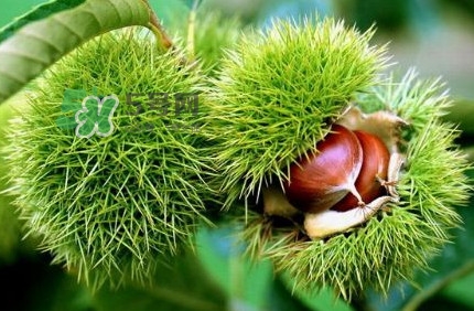 哪里產(chǎn)的板栗最好吃？板栗怎么挑選