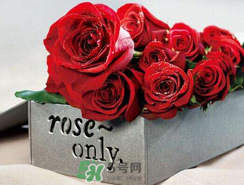 roseonly怎么樣？roseonly好看嗎？
