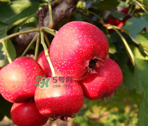 山楂什么人不能吃？山楂什么時(shí)候吃效果好