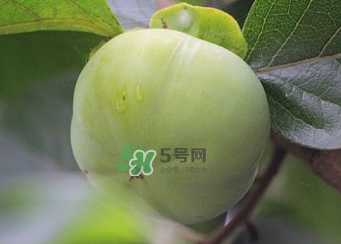 柿子葉能降血糖嗎？青柿子的功效與作用