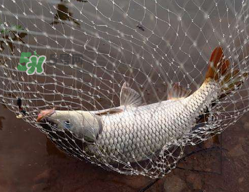 八月份釣魚用什么料好？八月份釣什么魚？
