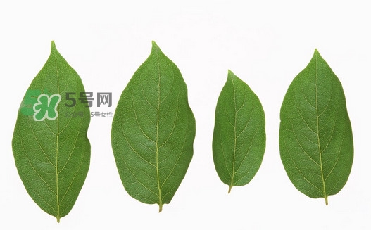 柿子葉能治胃病嗎？柿子葉什么時候采最好