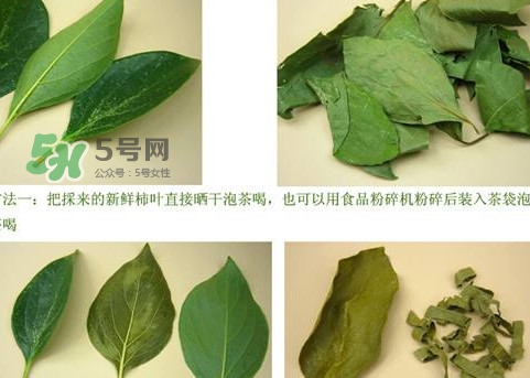 柿子葉能治胃病嗎？柿子葉什么時候采最好