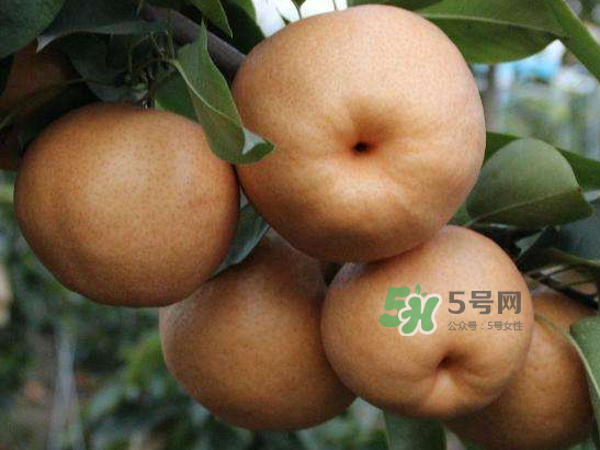 2017豐水梨多少錢(qián)一斤？豐水梨價(jià)格