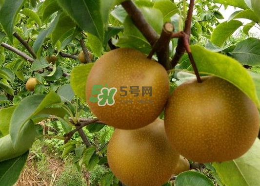 豐水梨產(chǎn)地在哪里？豐水梨是哪里產(chǎn)的？