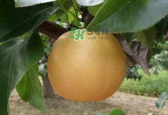 豐水梨什么時(shí)候上市？豐水梨幾月份成熟？