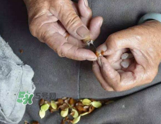 皂角米是怎么剝出來的？皂角米是酸性還是堿性