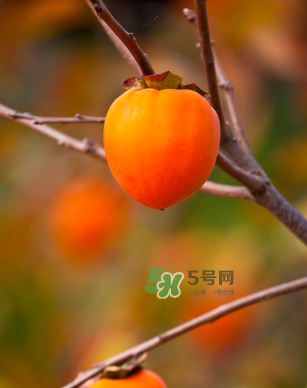 脆柿子好吃還是軟柿子好吃？脆柿子和軟柿子哪個好吃？