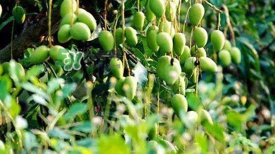 孕晚期能吃芒果嗎？孕晚期吃了很多芒果對胎兒好嗎？