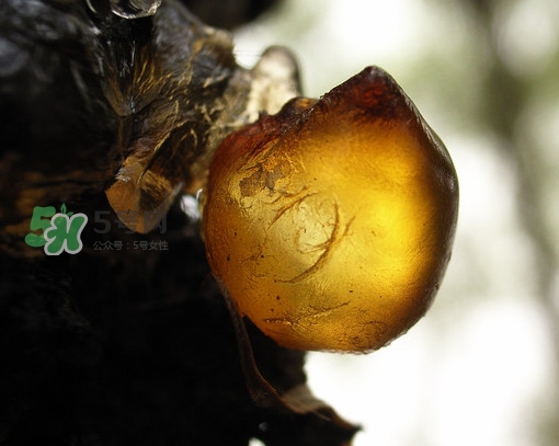 桃膠什么顏色的好？桃膠顏色深色好還是淺色好