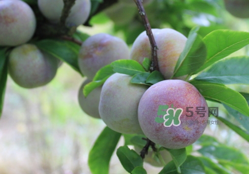 芙蓉李多少錢一斤？芙蓉李價(jià)格