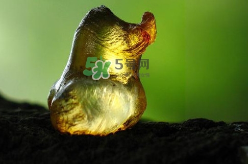 桃膠幾月份可以采摘？桃膠幾歲小孩能吃