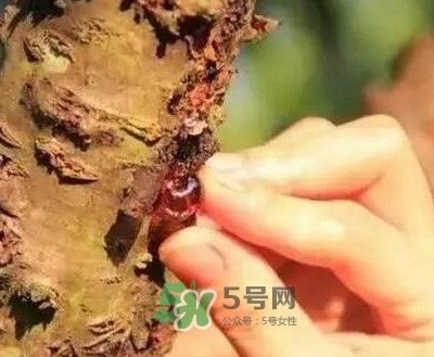 桃膠適合什么人吃？吃桃膠會上火嗎？