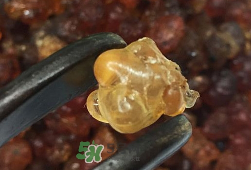 桃膠幾月份可以采摘？桃膠幾歲小孩能吃