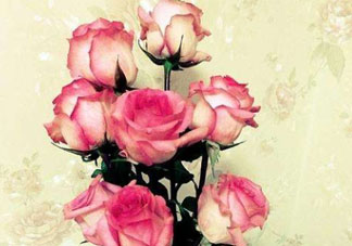 roseonly怎么讀？roseonly怎么讀在線讀？