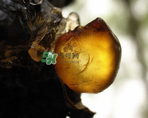 桃膠什么時(shí)候采摘最好？桃膠什么時(shí)候吃最好