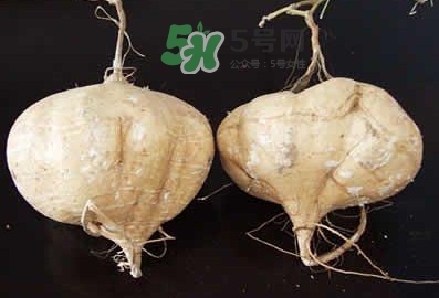 涼薯是什么東西？涼薯是地瓜嗎？