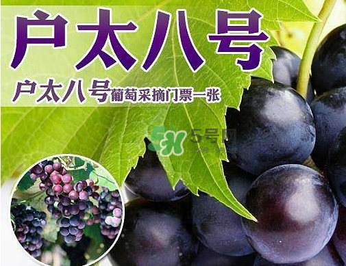 戶太八號(hào)多少錢一斤？戶太八號(hào)為什么在全國(guó)很有名？
