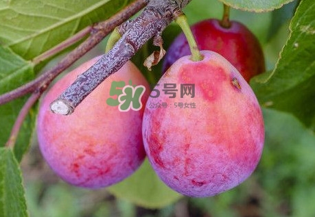 新鮮西梅怎么保存？西梅的保存方法