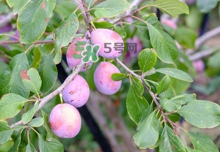 新鮮西梅怎么保存？西梅的保存方法