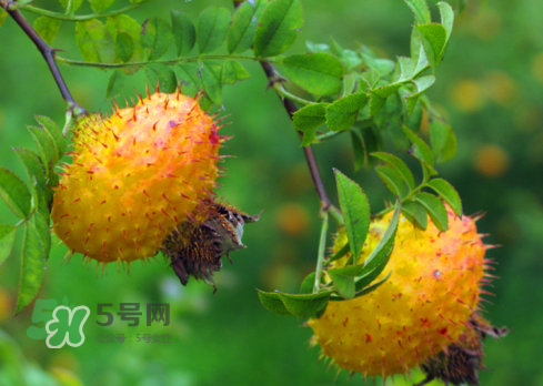 刺梨怎么吃？刺梨正確吃法