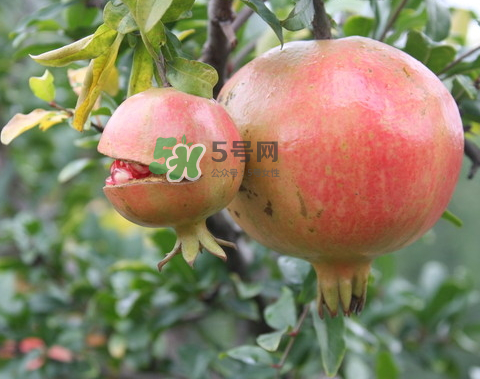 石榴為什么會(huì)爛？石榴怎么存放不會(huì)爛？