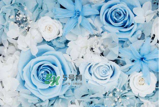 野獸派永生花會死嗎？野獸派永生花是什么？