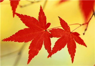 立秋后喝什么茶好？立秋后喝什么茶養(yǎng)生？
