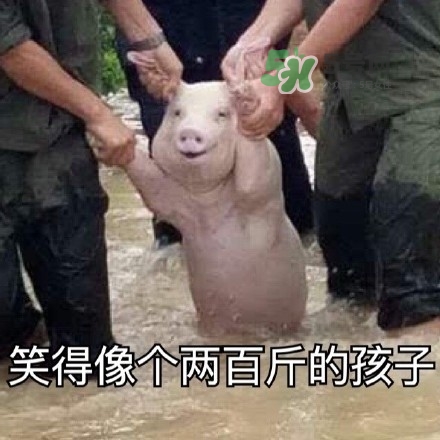網(wǎng)紅小豬表情包為什么火了？網(wǎng)紅小豬表情包怎么火的？