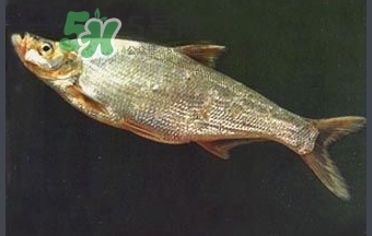 刁子魚是秋刀魚嗎？刁子魚是海魚嗎？