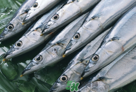 秋刀魚多少錢一斤2017？秋刀魚什么季節(jié)吃最好