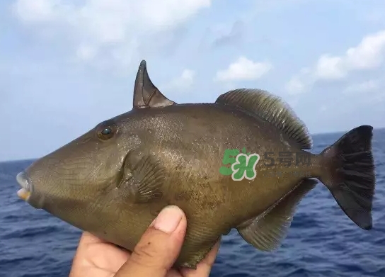 剝皮魚是什么魚？剝皮魚是深海魚嗎