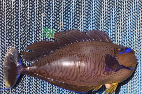 剝皮魚是什么魚？剝皮魚是深海魚嗎