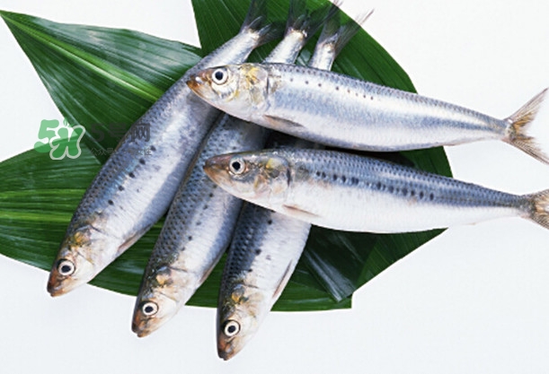 沙丁魚和秋刀魚有什么不一樣？秋刀魚和沙丁魚的區(qū)別