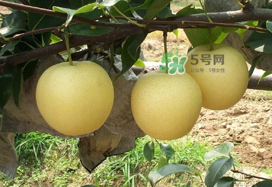 雪花梨是雪梨嗎？雪花梨和雪梨的區(qū)別