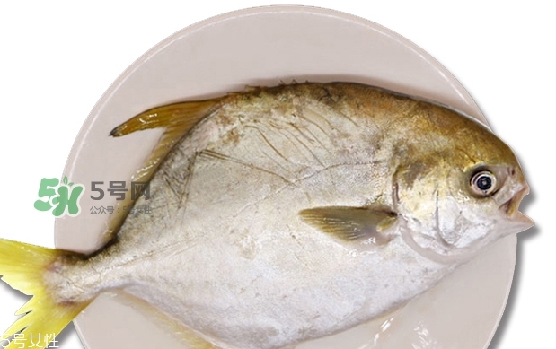 金鯧魚(yú)是海魚(yú)嗎？金鯧魚(yú)的刺多嗎？