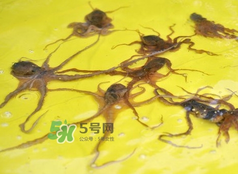 章魚(yú)會(huì)咬人嗎？章魚(yú)會(huì)吃人嗎
