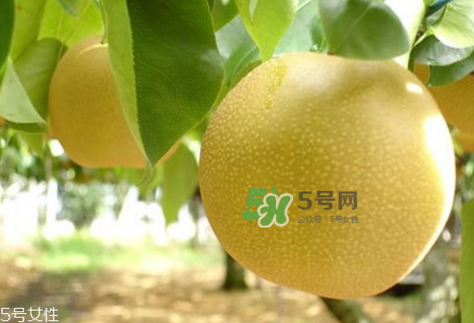 貢梨可以做冰糖雪梨嗎？貢梨可以燉川貝嗎？